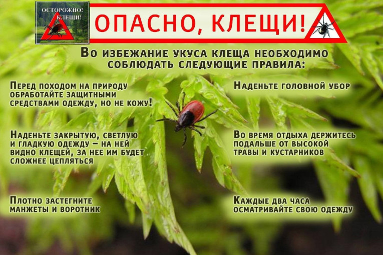 ОСТОРОЖНО – КЛЕЩИ! ОСТОРОЖНО – КЛЕЩИ!.